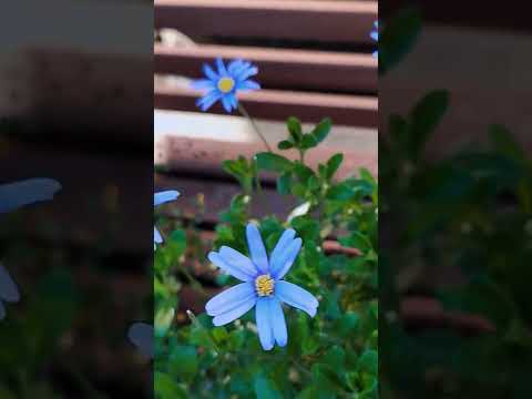 低木のバラを正しくカットする トピックス