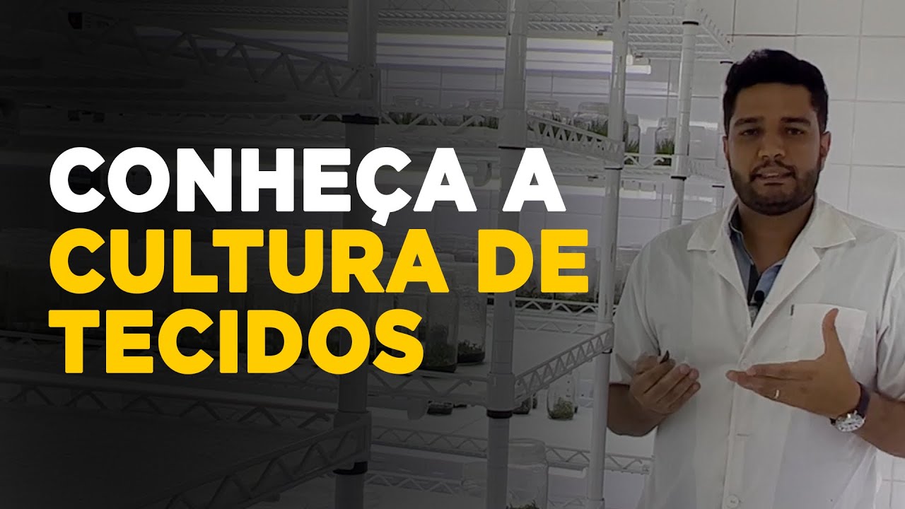ENTENDA COMO É REALIZADA A MICROPROPAGAÇÃO DE PLANTAS