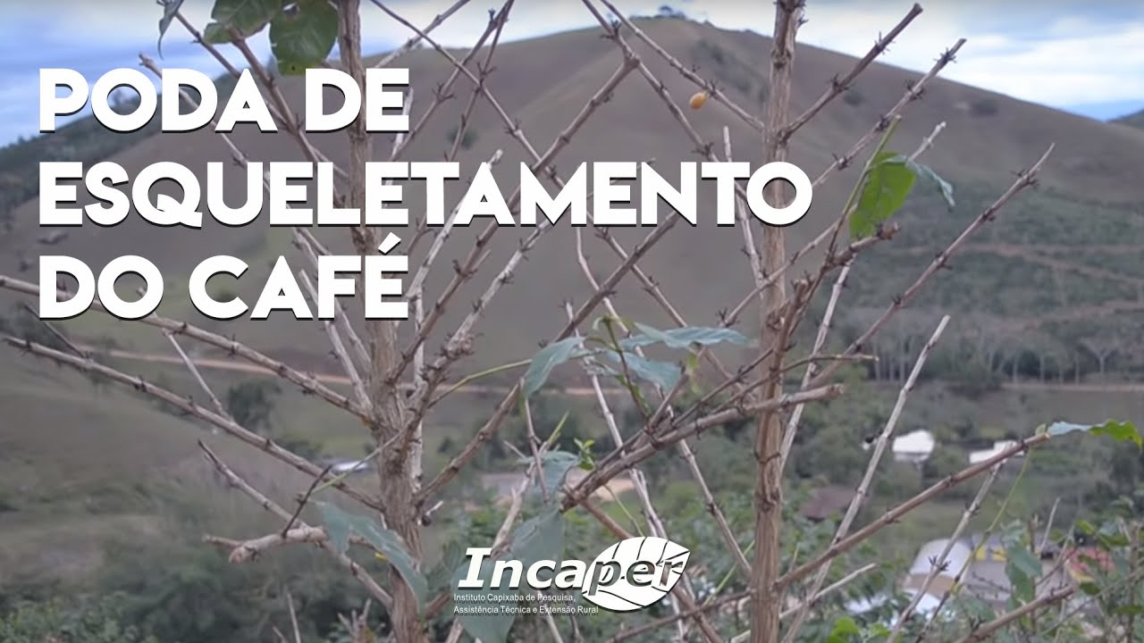 Poda de Esqueletamento do Café