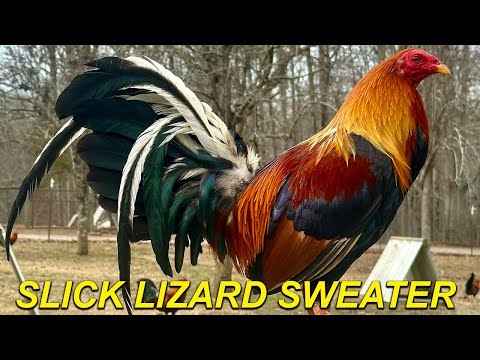 Slick Lizard Sweater Roundhead Grey Hatch Cecil Davis Kelso Dustin Murphy Beautiful Big Farm USA