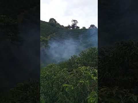 nuestro cliente iniciando a fumigar con nuestro termonebulizador scrander # #huila #bruselas #isnos