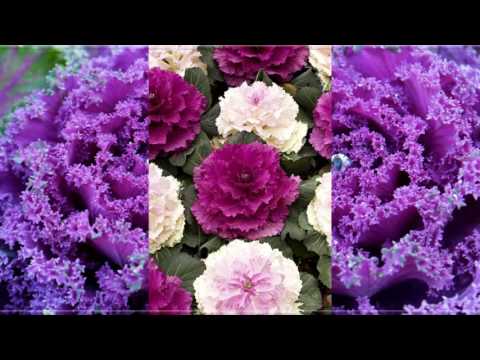 Flowers and Music-Brassica oleracea var. acephala