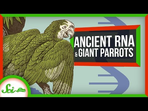 14,000年前のオオカミからRNAを採取｜SciShow News (Scientists Pull RNA from a 14,000 Year-Old Wolf | SciShow News)