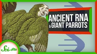 Scientists Pull RNA from a 14,000 Year-Old Wolf | SciShow News