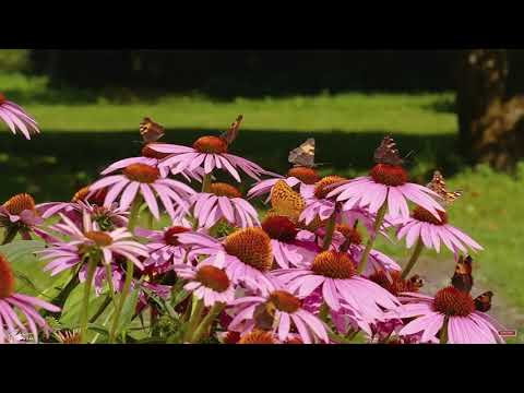 We Give Thee but Thine Own| Meditation and Prayer. SDA Hymnal 670, Playing Piano with Adam