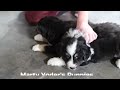 Miniature Australian Shepherd dogs for sale: Tucker - Video 1