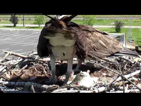 Iris and Louis Tend to First Hatchling of 2017 in Hellgate – June 3, 2017