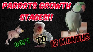 Indian Ringneck Growth Stages Day 1 to 12 Months || Parrot growth Stages || Shabu
