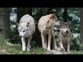 Dog Ethology How The Dogs Behave With Society And With Human