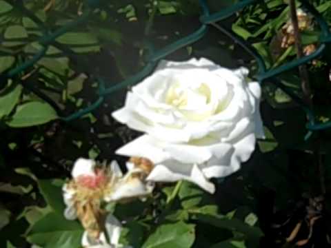 Pop Pavel Second  rose