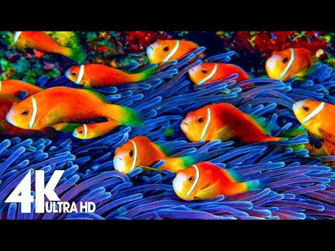 11 HOURS of 4K Underwater Wonders + Relaxing Music - Coral Reefs & Colorful Sea Life in UHD