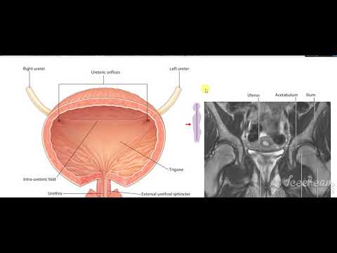 Urinary bladder structure interior 2