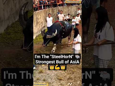 #steelhorn Entry To the Treditional Bullking championship2025 Arena  #buffalofight #shorts #viral