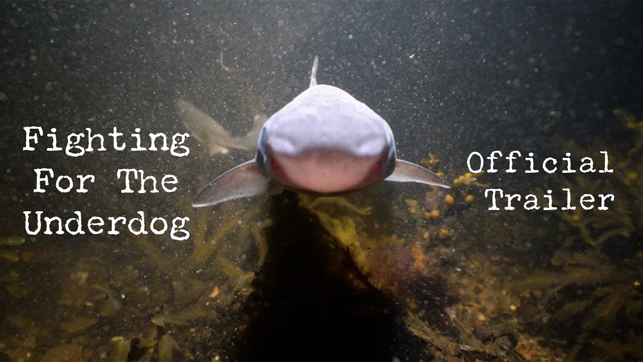 Fighting for the Underdog - OFFICIAL Trailer