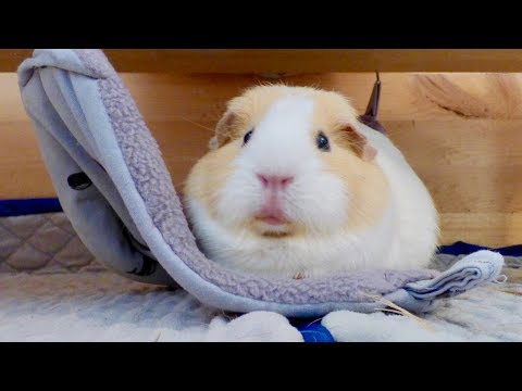 10 Reasons Why You Should Get Guinea Pigs