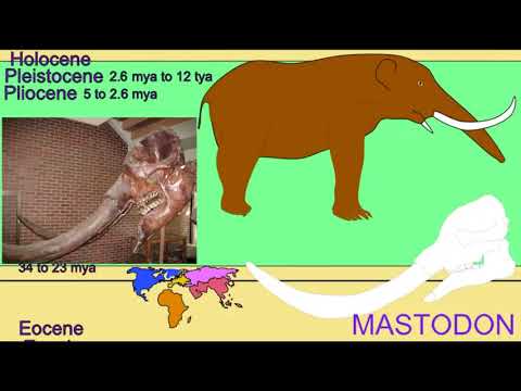 fossil elephants in different epochs and regions