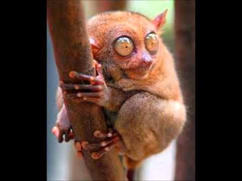 alcoholic vervet monkeys! BBC los monos