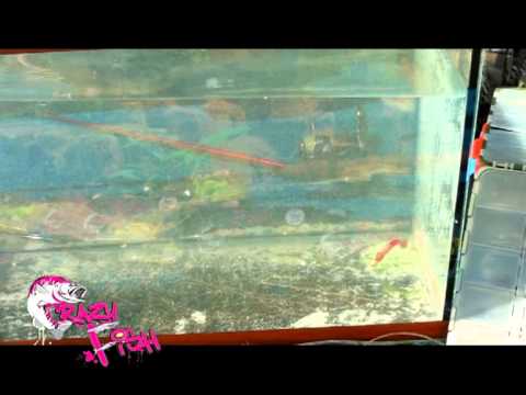 Crazy Fish Vibro Worm 8.5cm 1D Shrimp