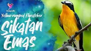 Download lagu Yellow-rumped flycatcher Singing Song Bird Sound And Call mp3 Download lagu Yellow-rumped flycatcher Singing Song Bird Sound And Call mp3
