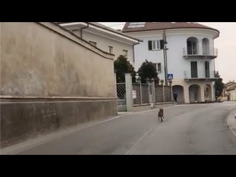 Avvistato lupo a Genola