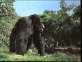 Opening To The Lion King II Simba S Pride 1998 VHS