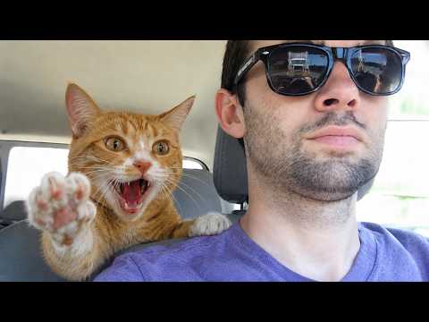 The Way My Cat Reacted Was TOO Human 😂🐱 | Funniest Talking Cat Moments Ever!