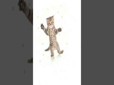 Stock png cat dance (check pinned comment)