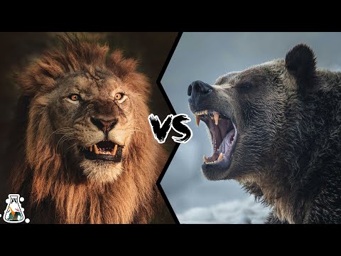 LION VS GRIZZLY BEAR - Who Is The Strongest Predator?