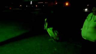 Pelican. On the way to Jerusalem