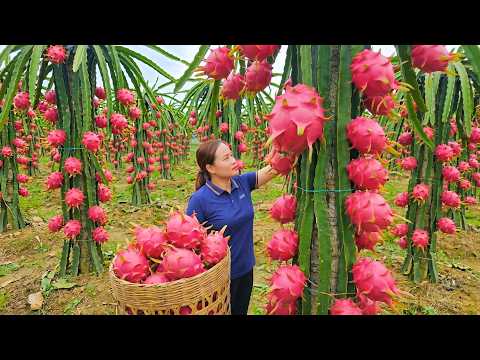 Harvesting 1000+ Giant Dragon Fruits And Bringing Them To The Market To Sell, Making Dried Bananas