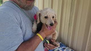 Video preview image #1 Poodle (Miniature) Puppy For Sale in Bandera, TX, USA