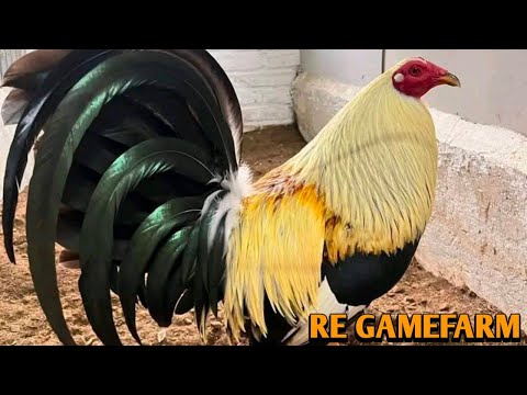 Grey Albany Yellow Leg Hatch - RE FARM