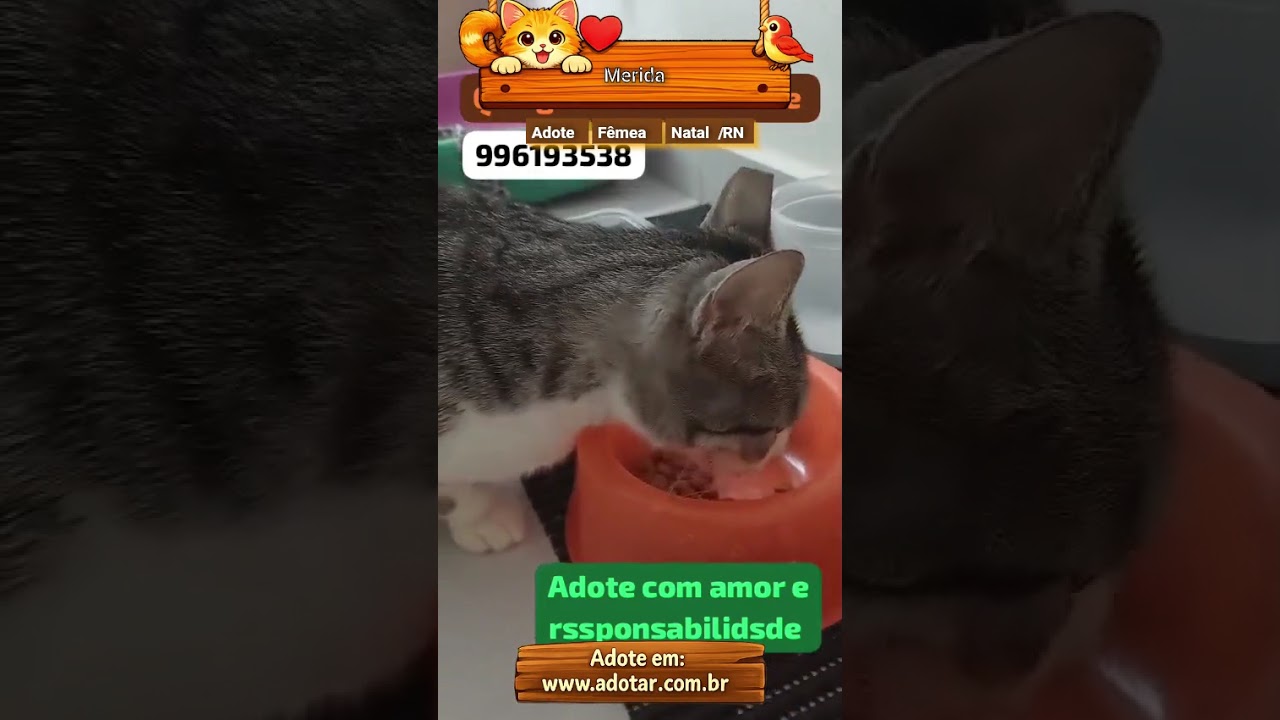 Gato raça SRD-ViraLata idade 2 a 6 meses nome Merida 