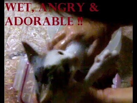 Safe Flea Bath for Kittens with Dawn + Apple Cider Vinegar Water Rinse