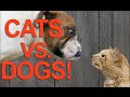 WHO S THE FUNNIEST FURBALL