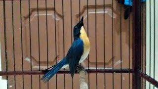 Download lagu Suara Tledekan Gunung Jantan Nyuling GACOR Volume JERNIH Untuk Masteran Sikatan & Pancingan TL AMPUH mp3 Download lagu Suara Tledekan Gunung Jantan Nyuling GACOR Volume JERNIH Untuk Masteran Sikatan & Pancingan TL AMPUH mp3