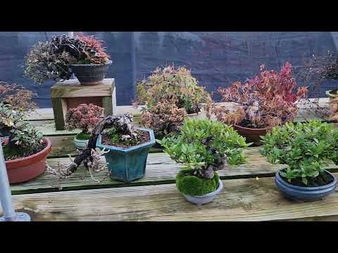 Intro:  Fall Maintenance on Shohin Bonsai