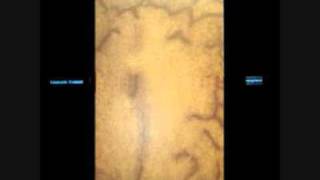 Giancarlo Toniutti - Ethmos-Crivello