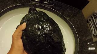 How To Clean Your Turtles Shell