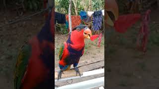 Download lagu suara gacor nuri kepala hitam#shorts mp3