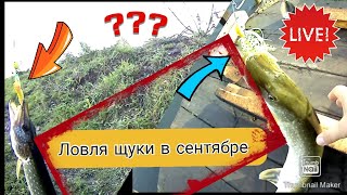 Ловля щуки в сентябре на незацепляйку