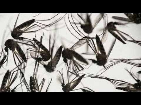 WHO holds emergency meeting to discuss Zika virus