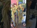 Before And After Blooming Cactus Fgabt Follow Me