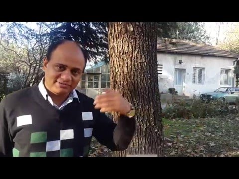 kapikachu (mucuna pruriens) powder 100gm