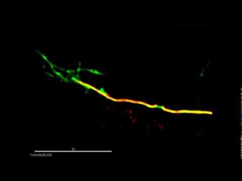 Real-time visualization of neuronal growth cone dynamics
