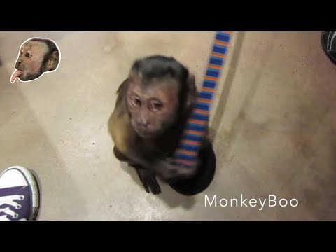 Monkeyboo Died
