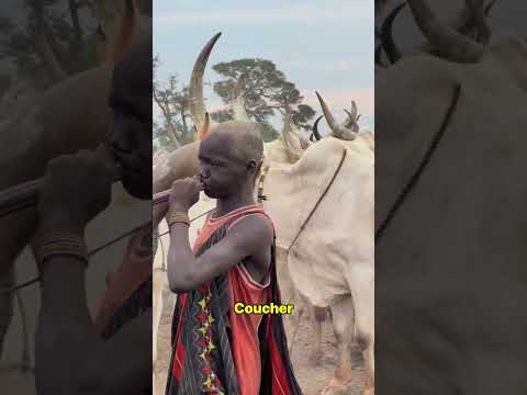 Le secret des Maasaï pour protéger leurs troupeaux