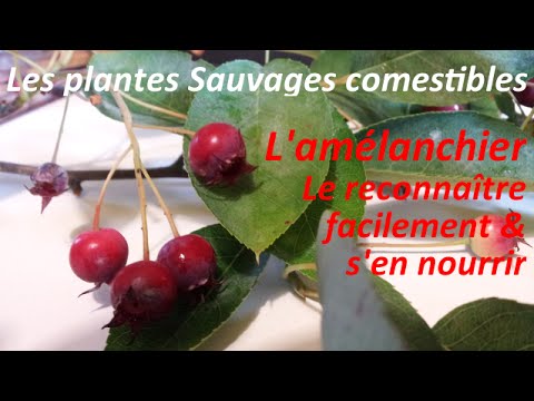 Les Plantes Sauvages Comestibles - Reconnaître facilement L'Amélanchier