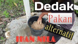 Download lagu Pakan alternatif ikan nila dedak mp3 Download lagu Pakan alternatif ikan nila dedak mp3