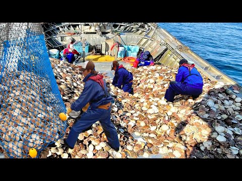 This is How Fisherman Scallops on the japan sea - Hundreds Tons of Scallop Processing in Factory